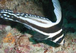 Spotted Drum by Lora Tucker 
